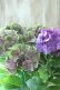 画像1: 秋色紫陽花 "マスカレード" No.7 (1)