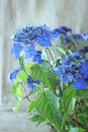 画像4: 山紫陽花 "藍姫" 18cmポット