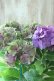 画像2: 秋色紫陽花 "マスカレード" No.7 (2)