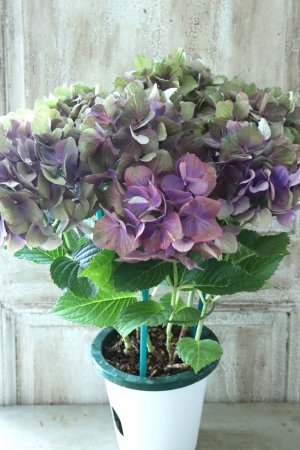 画像8: 秋色紫陽花 "マスカレード" No.8