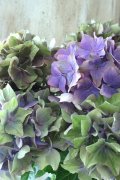 秋色紫陽花 "マスカレード" No.6