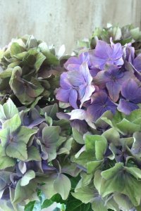秋色紫陽花 "マスカレード" No.6