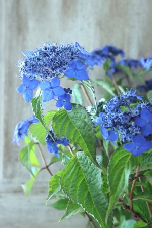 画像3: 山紫陽花 "藍姫" 18cmポット
