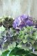 画像4: 秋色紫陽花 "マスカレード" No.6