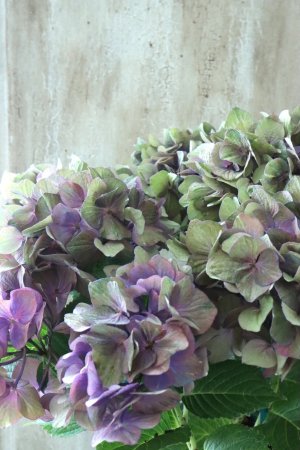 画像3: 秋色紫陽花 "マスカレード" No.8