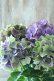 画像6: 秋色紫陽花 "マスカレード" No.6