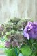 画像6: 秋色紫陽花 "マスカレード" No.7