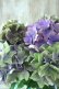 画像3: 秋色紫陽花 "マスカレード" No.6