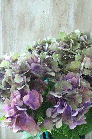 画像5: 秋色紫陽花 "マスカレード" No.8