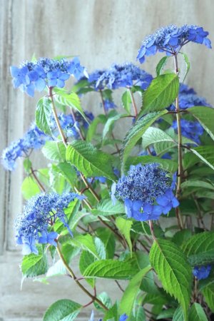 画像11: 山紫陽花 "藍姫" 18cmポット