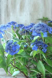 山紫陽花 "藍姫" 18cmポット