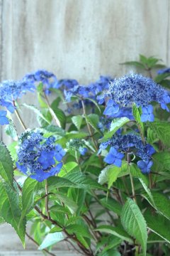 【返品交換不可】 山紫陽花  食器