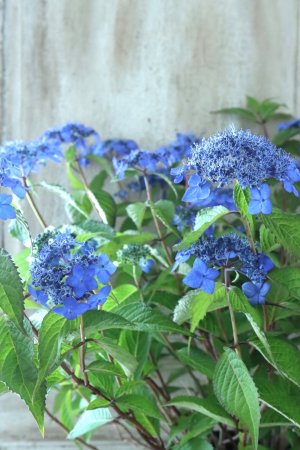 画像1: 山紫陽花 "藍姫" 18cmポット