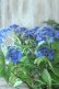 画像1: 山紫陽花 "藍姫" 18cmポット (1)