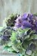 画像7: 秋色紫陽花 "マスカレード" No.6