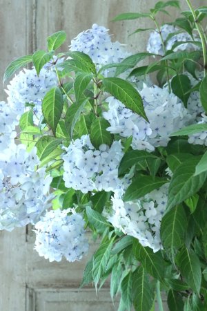 画像2: 山紫陽花 "舞妓~まいこ~" 20cmポット 