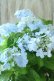 画像2: 山紫陽花 "空~くう~" 18cmポット (2)