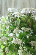 山紫陽花 "桃華~ももか~" 20cmポット