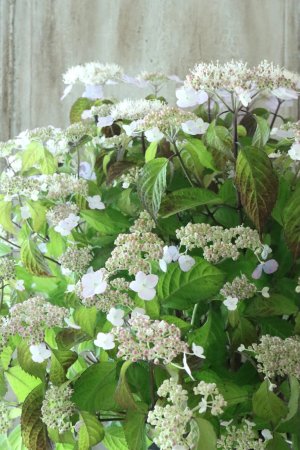 画像1: 山紫陽花 "桃華~ももか~" 20cmポット
