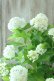 画像2: 山紫陽花 "花吹雪" 18cmポット (2)