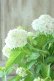 画像4: 山紫陽花 "花吹雪" 18cmポット
