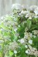 画像9: 山紫陽花 "桃華~ももか~" 20cmポット