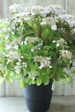 画像11: 山紫陽花 "桃華~ももか~" 20cmポット