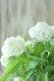 画像6: 山紫陽花 "花吹雪" 18cmポット