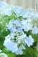 画像4: 山紫陽花 "空~くう~" 18cmポット