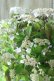 画像2: 山紫陽花 "桃華~ももか~" 20cmポット (2)