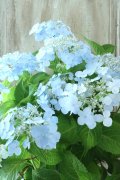 山紫陽花 "空~くう~" 18cmポット