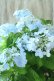 画像1: 山紫陽花 "空~くう~" 18cmポット (1)