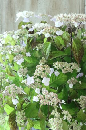 画像3: 山紫陽花 "桃華~ももか~" 20cmポット