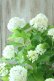 画像1: 山紫陽花 "花吹雪" 18cmポット (1)