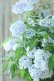 画像7: 山紫陽花 "舞妓~まいこ~" 20cmポット 