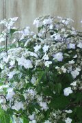 山紫陽花 "紅剣" 18cmポット