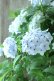 画像13: 山紫陽花 "舞妓~まいこ~" 20cmポット 