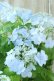 画像3: 山紫陽花 "空~くう~" 18cmポット