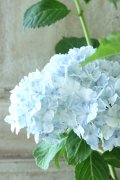 山紫陽花 "有松" 15cmポット