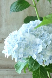山紫陽花 "有松" 15cmポット