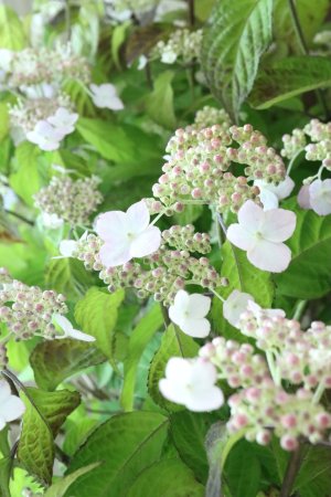 画像7: 山紫陽花 "桃華~ももか~" 20cmポット