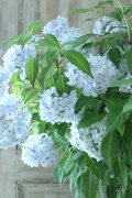 山紫陽花 "舞妓~まいこ~" 20cmポット 