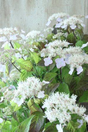 画像10: 山紫陽花 "桃華~ももか~" 20cmポット