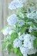 画像6: 山紫陽花 "舞妓~まいこ~" 20cmポット 