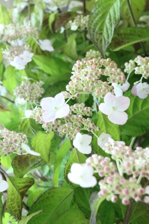 画像6: 山紫陽花 "桃華~ももか~" 20cmポット