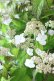 画像6: 山紫陽花 "桃華~ももか~" 20cmポット