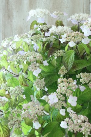 画像8: 山紫陽花 "桃華~ももか~" 20cmポット