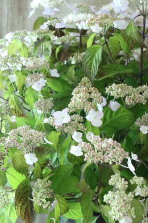 画像5: 山紫陽花 "桃華~ももか~" 20cmポット