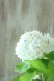 画像8: 山紫陽花 "花吹雪" 18cmポット