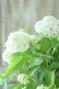画像3: 山紫陽花 "花吹雪" 18cmポット